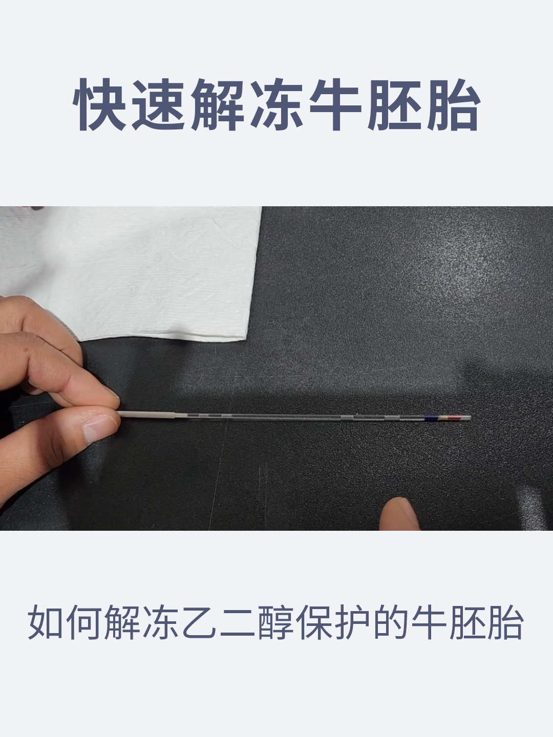 牛胚胎解冻