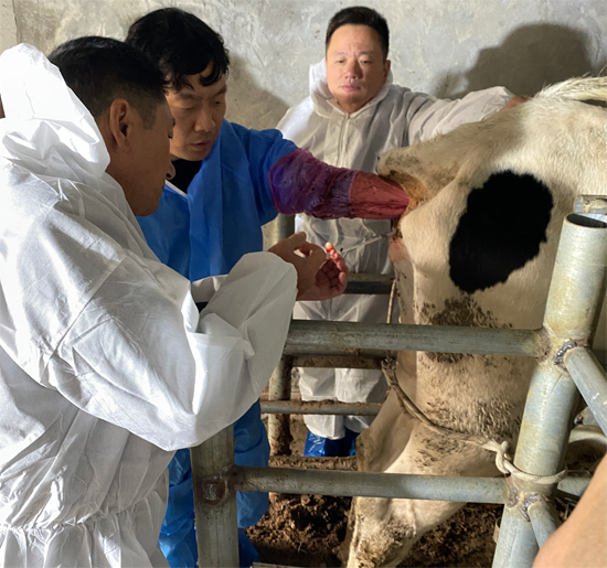 E8宣传9培训班学期2025.10.25 牛胚胎移植 (3).jpg