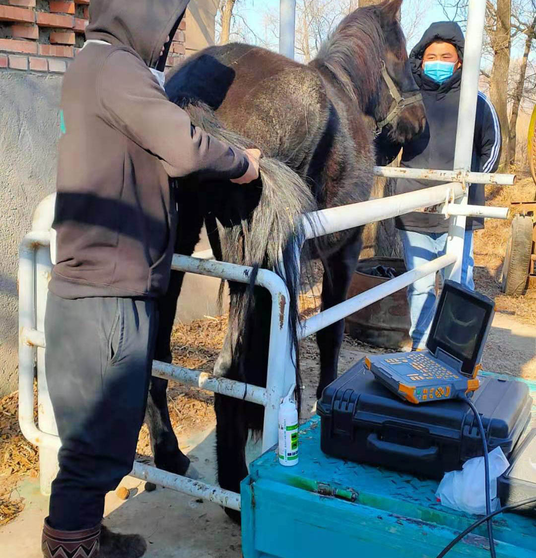 马活体采卵现场 马活体采卵现场