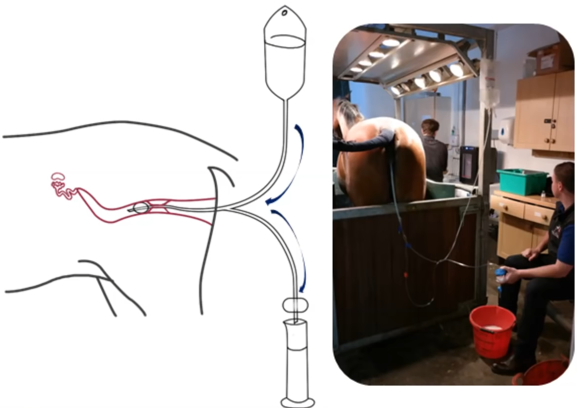 马冲胚图 马冲胚图