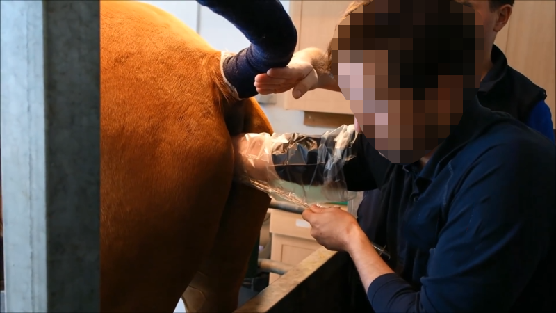 马输胚胎过程 马输胚胎过程