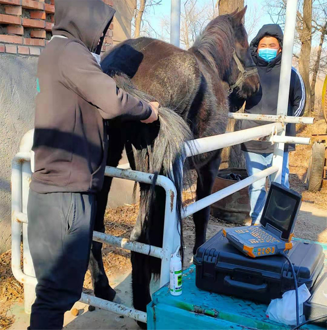 高清马活体采卵仪