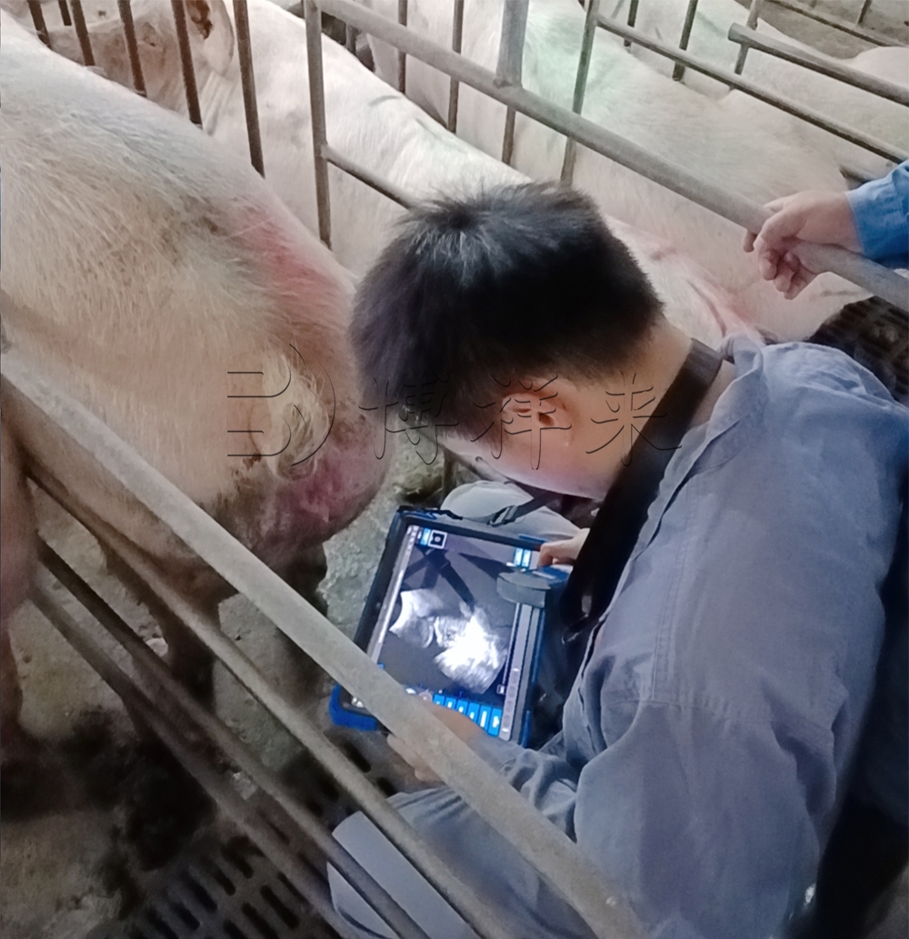 水印 2025.11.22 福建漳州芦溪S301测猪卵泡 (3).jpg