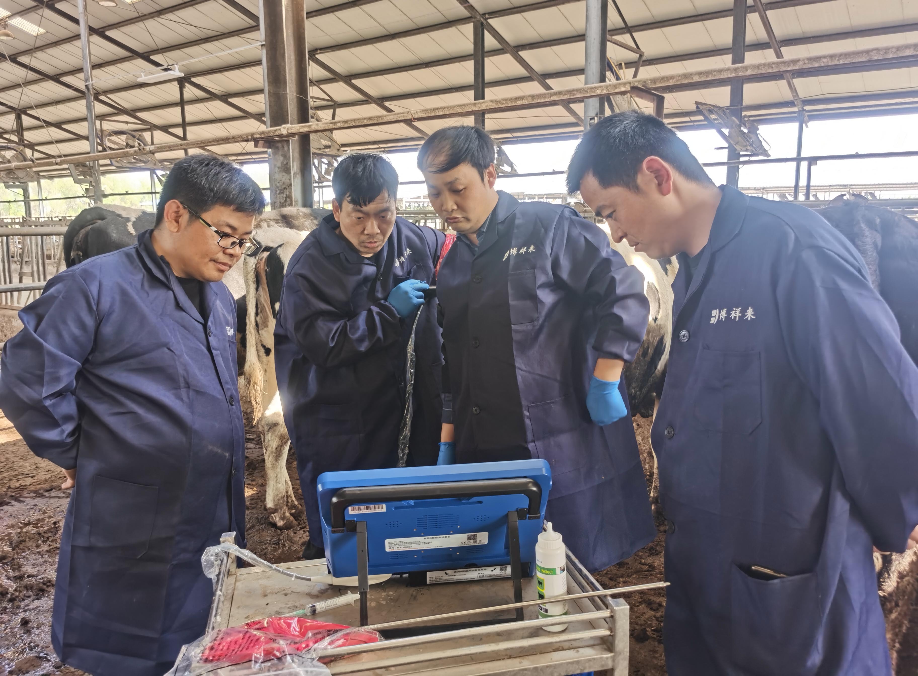 博祥来牛用采卵仪在进行采卵操作