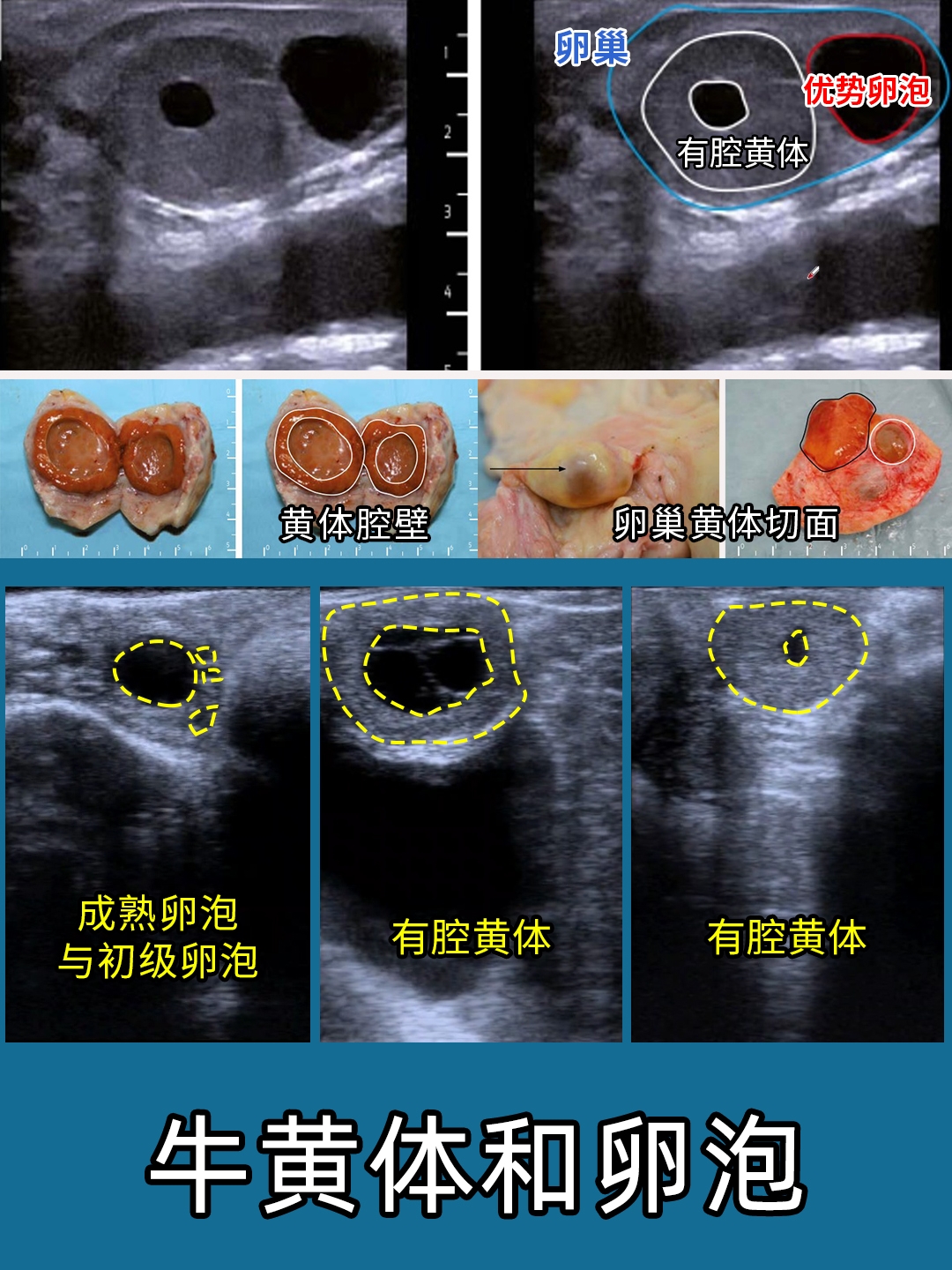 牛用B超测母牛卵泡发育情况