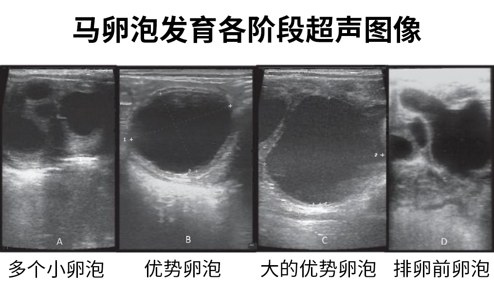 马用B超如何在卵泡监测与胚胎移植中发挥作用？