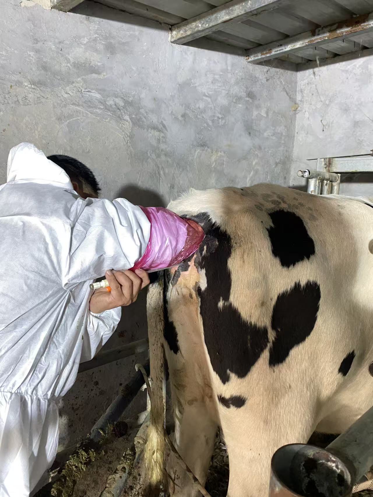 乔博士培训牛活体采卵，BXL-DB20助力牛场繁育技术升级