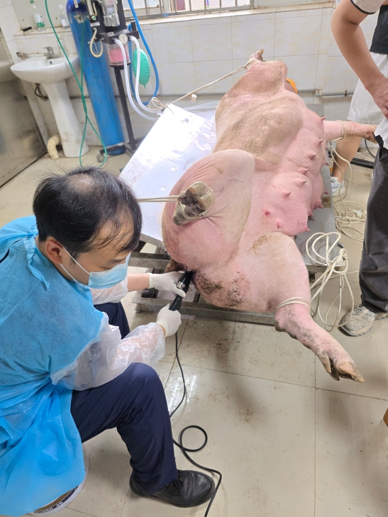 猪的活体采卵：猪用B超引导下的卵泡检测与取卵流程