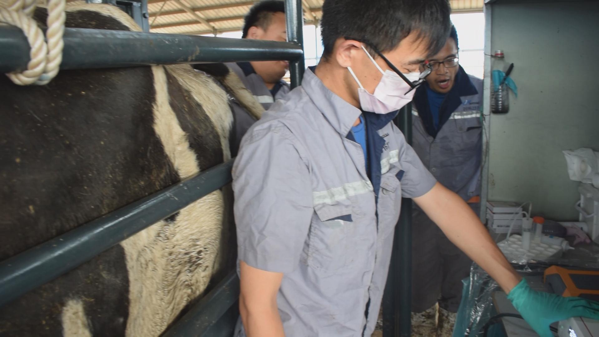 牛胚胎移植中供体母牛的选择