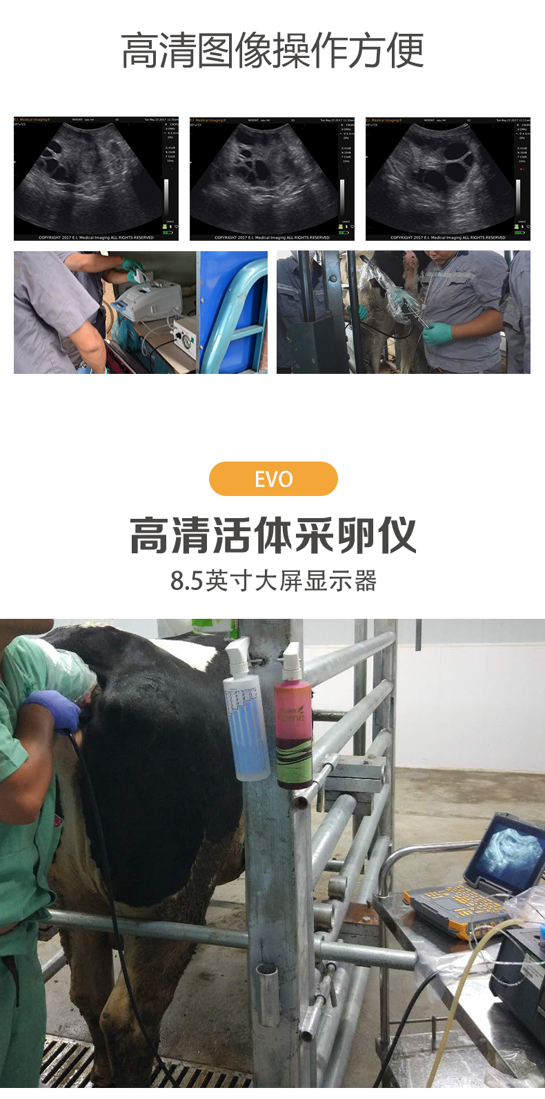 牛马opu活体采卵超声图像