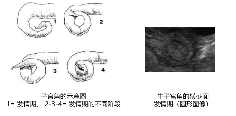 母牛发情子宫角