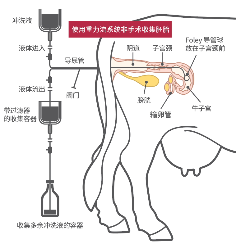 对牛做冲胚演示图