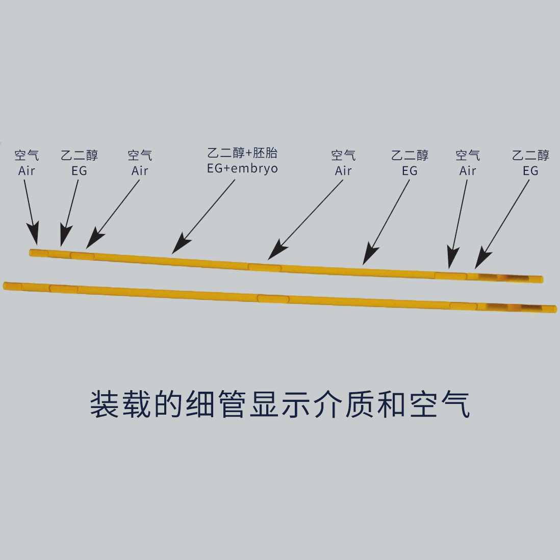 如何将牛胚胎放入冷冻细管中