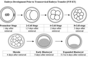 牛胚胎发育阶段