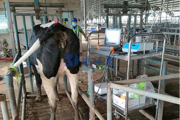 对牛OPU活体采卵前供体牛的准备