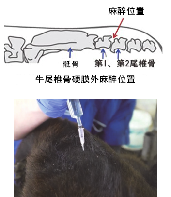 牛硬外膜麻醉位置